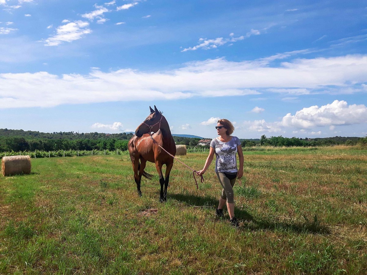 Golden Valley Horses