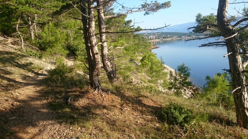 Sprehajalna pot med borovci