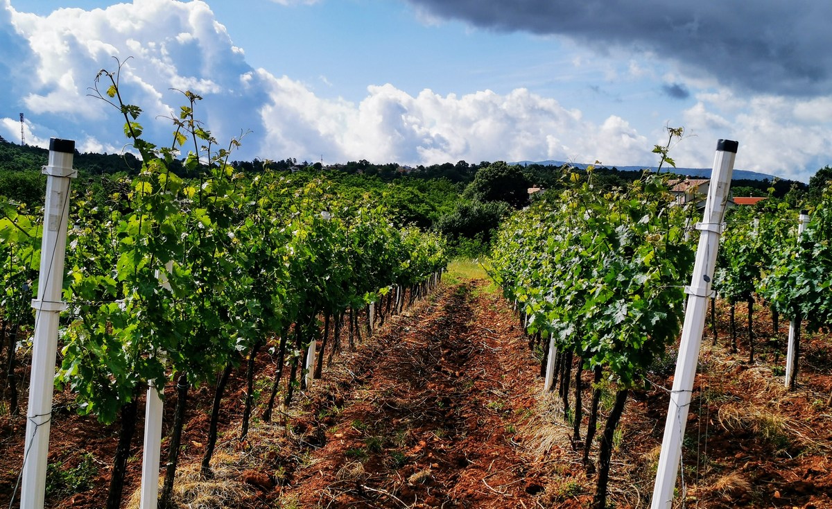 Vinogradi v bližini