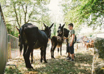 Bartulja, največji kmečki festival v Istri