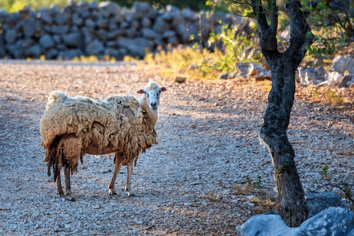 Pag, ovca