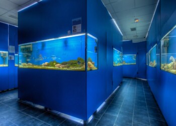 Akvarij Baška, jadranski živalski svet