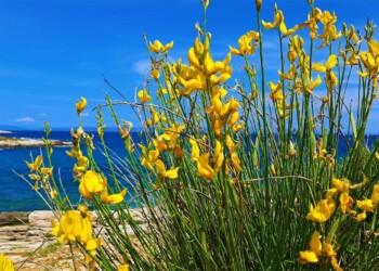 Ližnjan, idilična narava jugovzhoda Istre