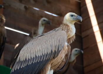 Beloglavi jastreb, simbol Cresa