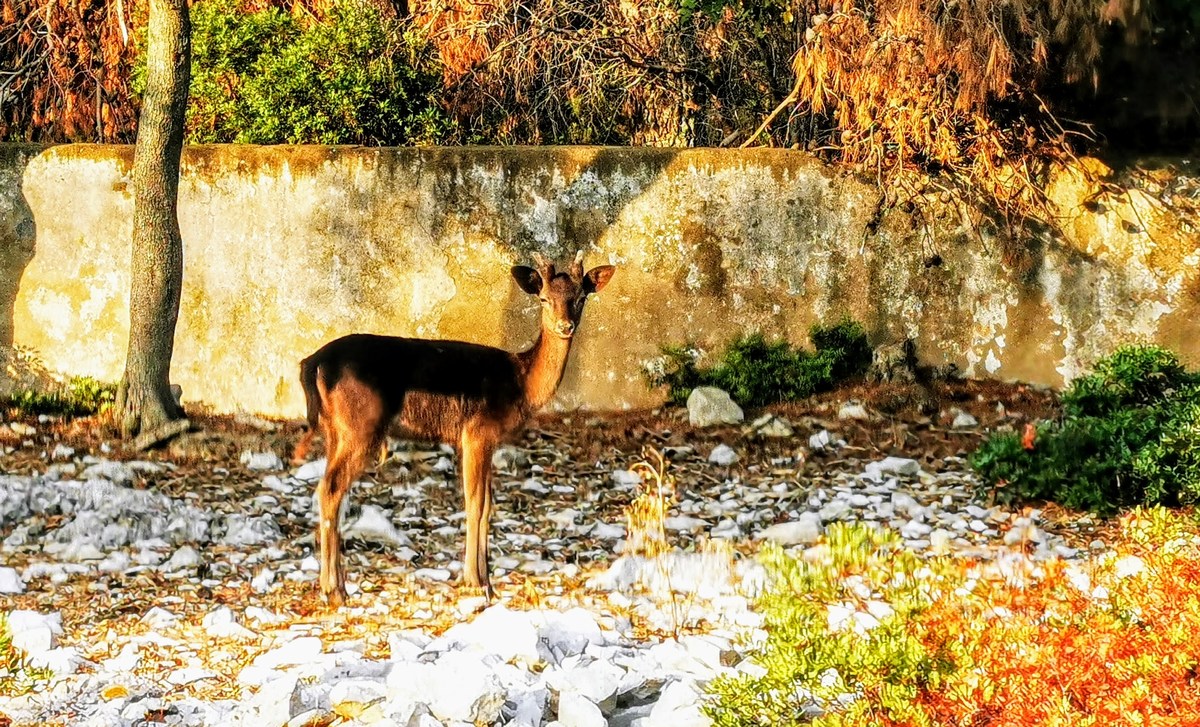 Jelenček lopatar, ta je še skorajda brez rogov
