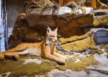 Velike zveri v Stari Sušici