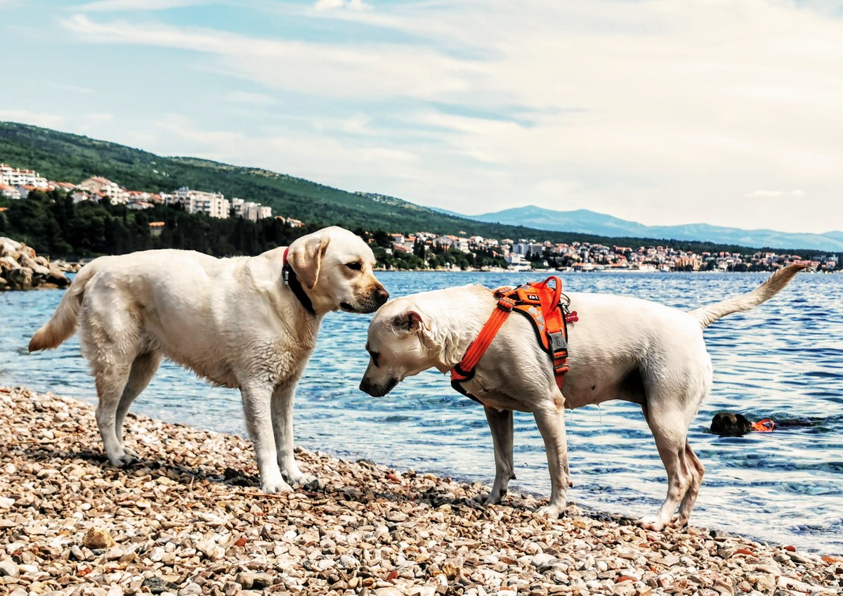 Monty's Dog Beach & Bar 14, foto www.pag.si