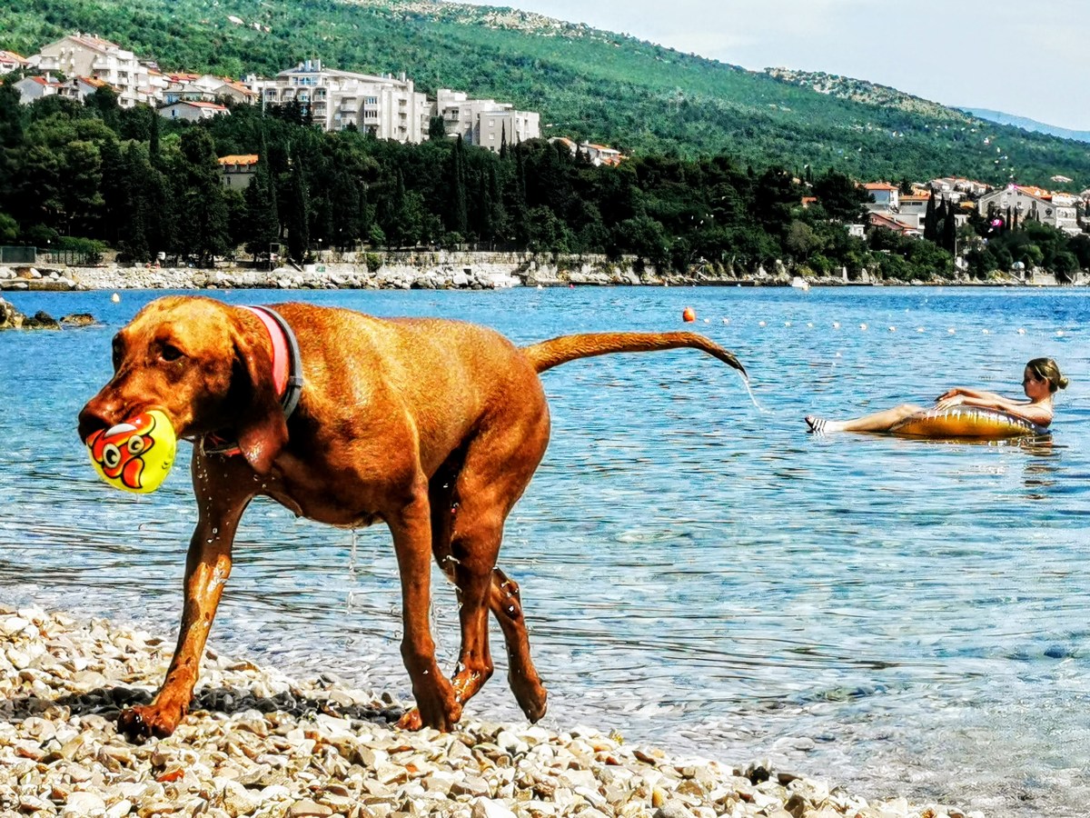 Monty's Dog Beach & Bar 19, foto www.pag.si