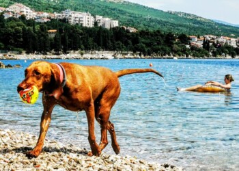 Monty’s Dog Beach & Bar