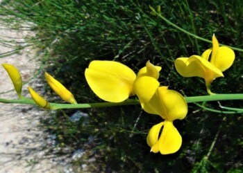 Brnistra, simbol istrskega Ližnjana