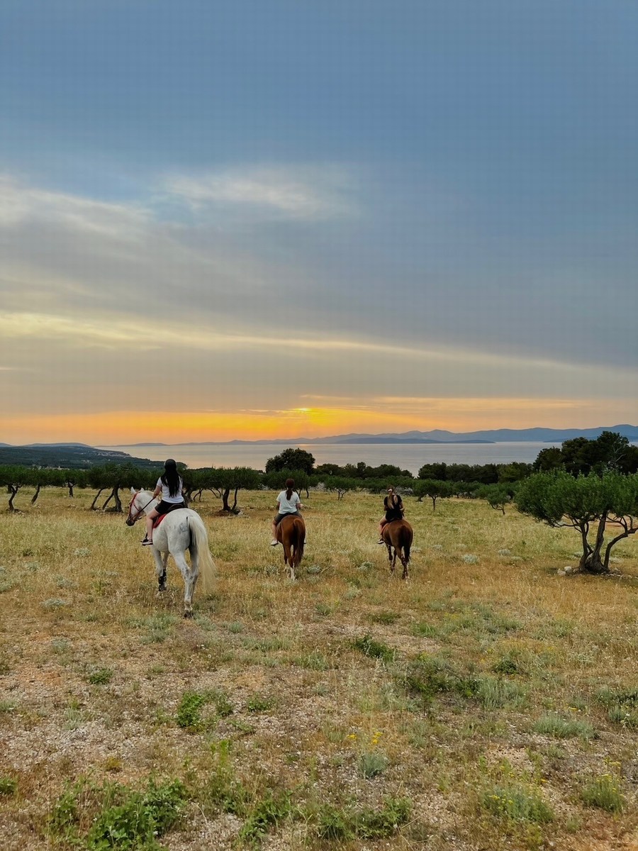 Brač, kopanje s konji 11, foto ranč Wild Brač
