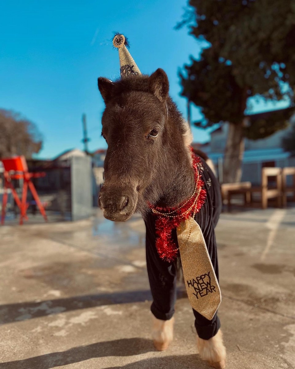 Brač, kopanje s konji 13, foto ranč Wild Brač