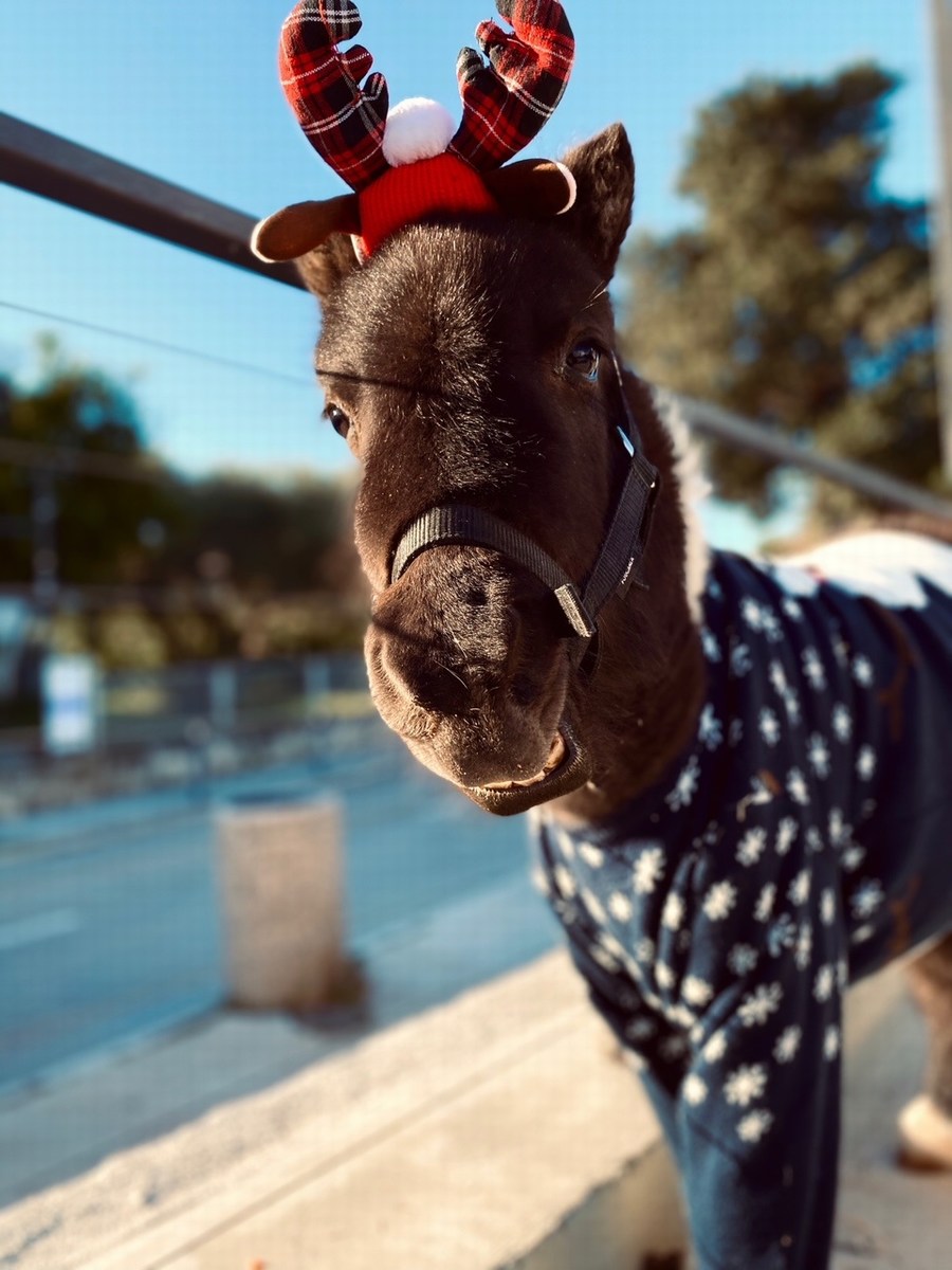 Brač, kopanje s konji 6, foto ranč Wild Brač