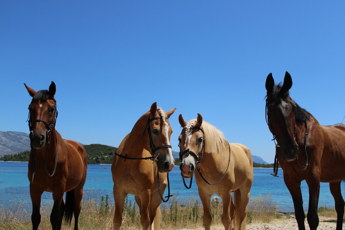 Korčula, kopanje s konji 3, foto Horse riding Korčula