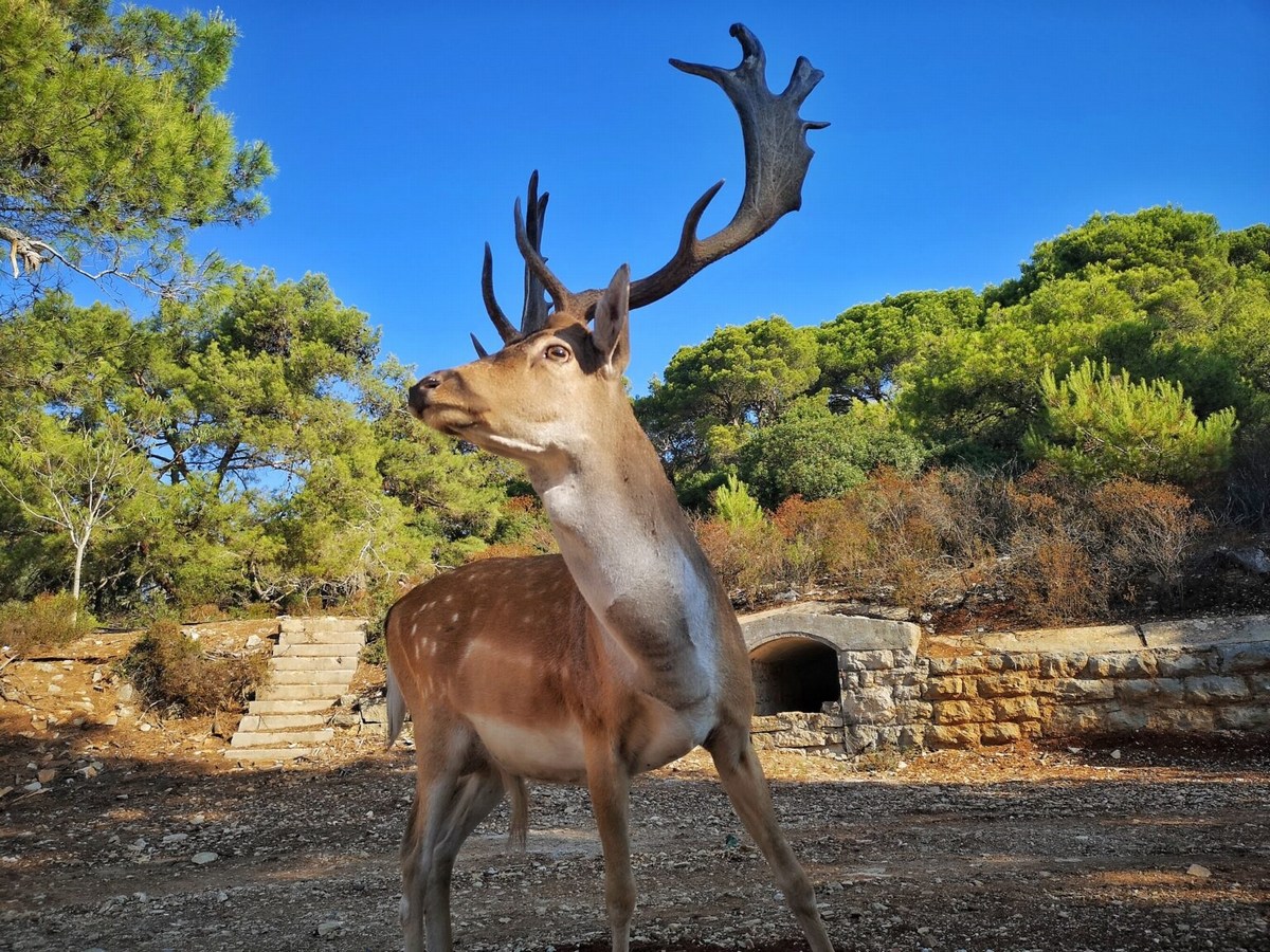 Mali Brion 1, prekrasna žival, foto Barbara Ban
