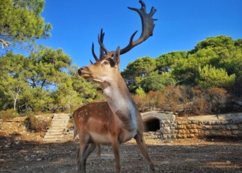 Mali Brion: Dan, ko sem srečala Jelenka