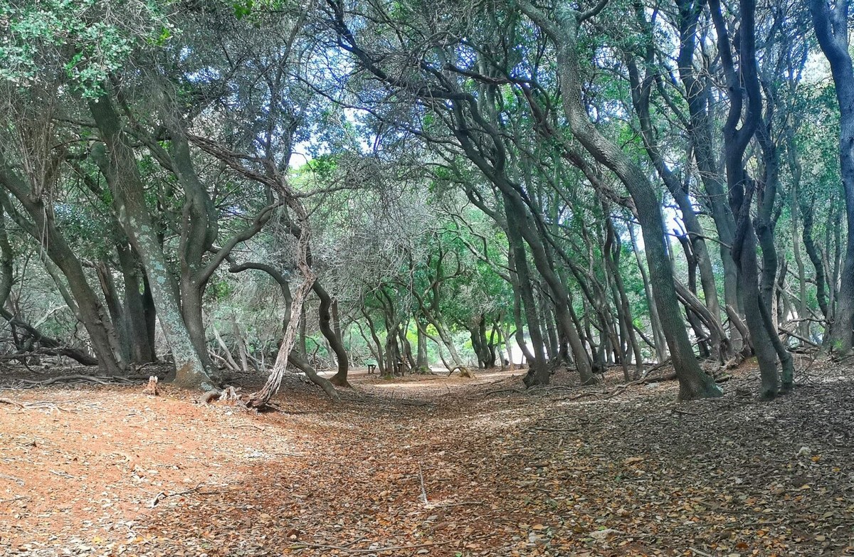 Mali Brion 17, gozd hrasta crnike, foto Barbara Ban