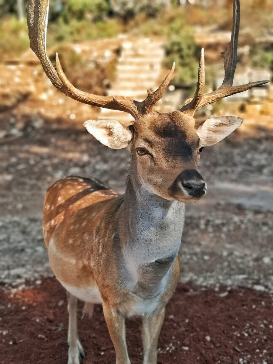 Mali Brion 3, Jelenko, foto Barbara Ban