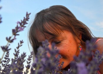 Sivka, blagodejna rastlina