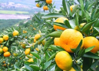 11 najpomembnejših hrvaških specialitet