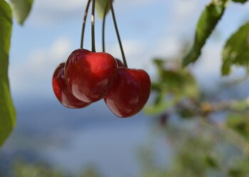 »Dani črešanj va Lovrane«