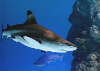 Aquarium Pula – Akvarij Pulj