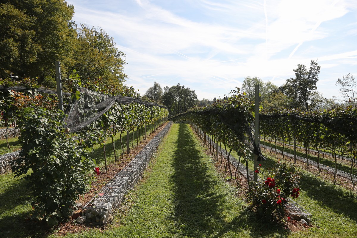 Castle Vineyard. Photo Miha Mally (2)