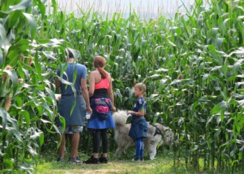 Koruzni labirint Kranj