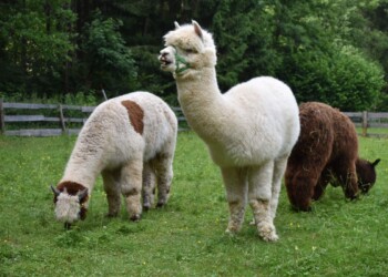 BošPacos vabi na Gorenjsko