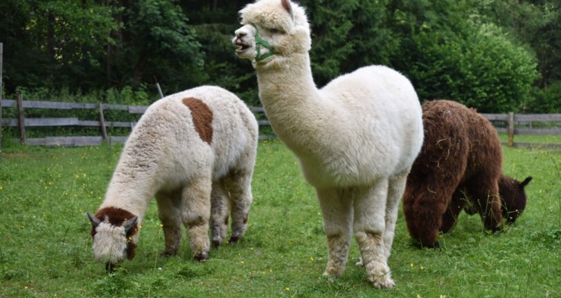 BošPacos vabi na Gorenjsko