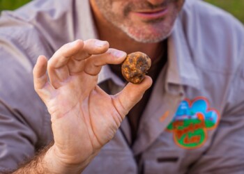 Festival istrskih tartufov